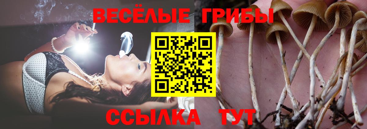 Галлюциногенные грибы Psilocybine cubensis Петропавловск-Камчатский